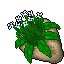 potted flower