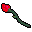 red rose