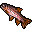 rainbow trout